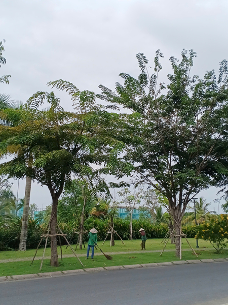 Thi Công Cây Xanh Công Trình Trọn Gói - Giải Pháp Cảnh Quan Xanh Bền Vững