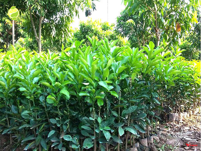 Cây Bưởi