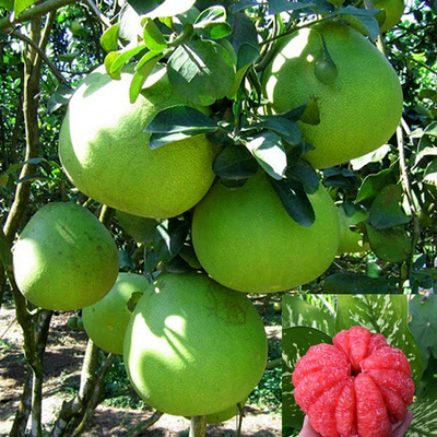 Cây Bưởi