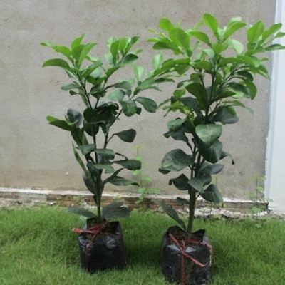 Cây Bưởi