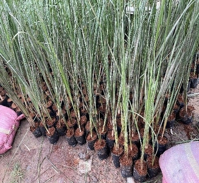 BỒN BỒN