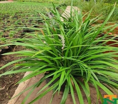 CAO CẲNG XANH