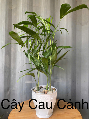Cau Cảnh