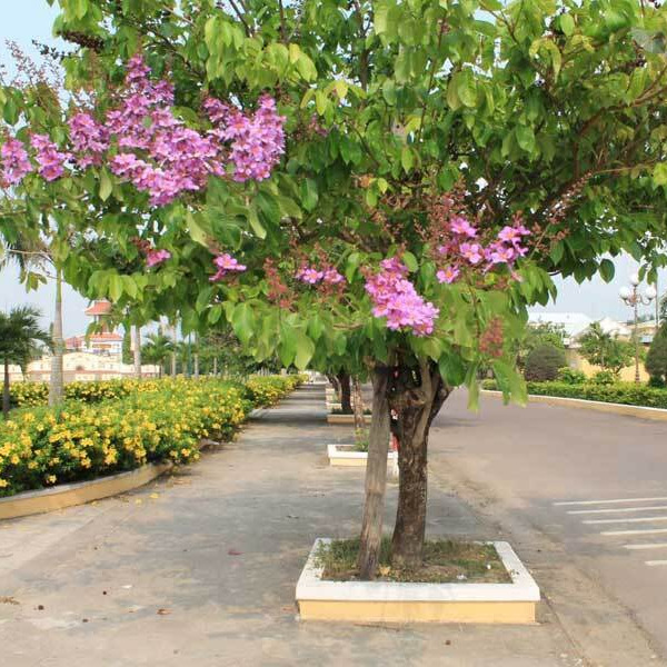 Cây bằng lăng - EN