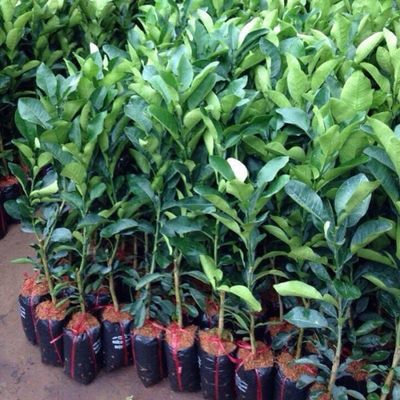 Cây Bưởi - EN