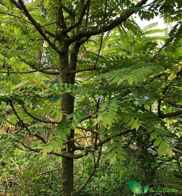 CÂY CHÙM RUỘT