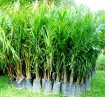 CÂY CỌ DẦU