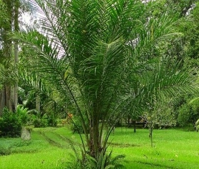 CÂY CỌ DẦU