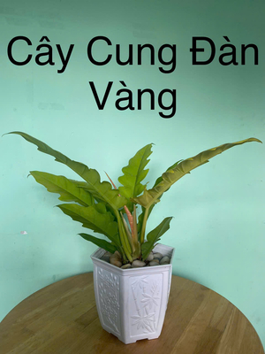 Cây Cung Đàn Vàng