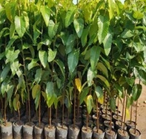 CÂY DẦU RÁI