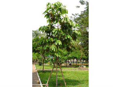 CÂY DẦU RÁI