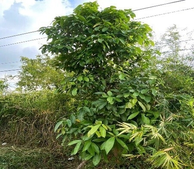 CÂY ĐIỀU
