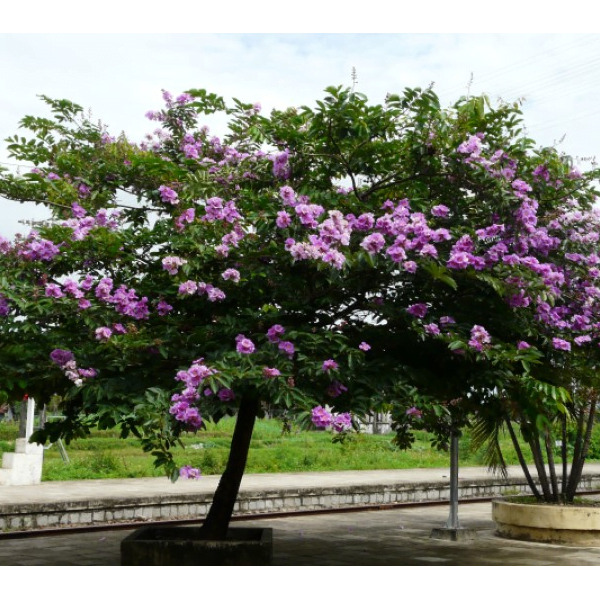 Cây bằng lăng - EN