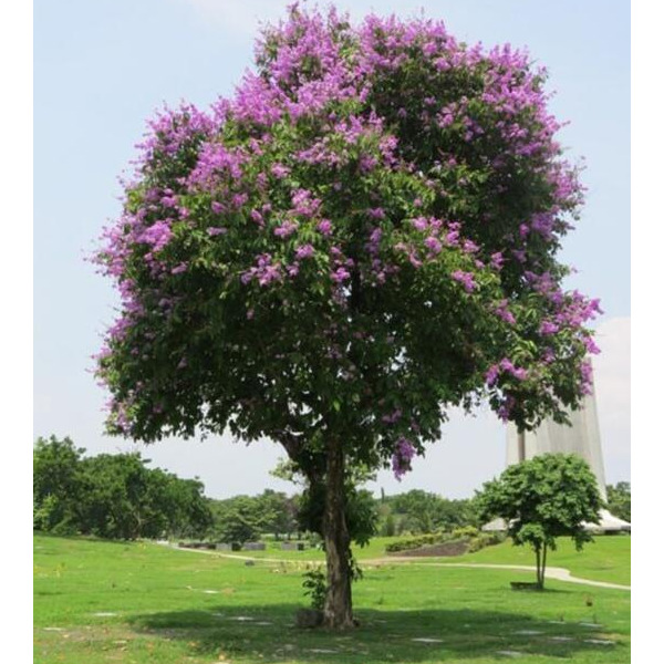 Cây bằng lăng - EN
