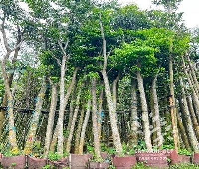 CÂY GIÁNG HƯƠNG