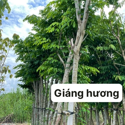 Cây giáng hương - EN