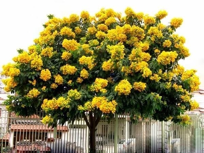 Cây giáng hương
