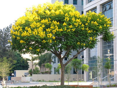Cây giáng hương