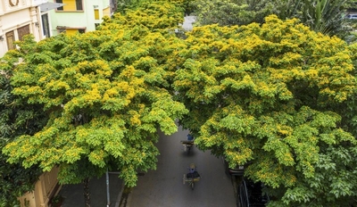 Cây giáng hương