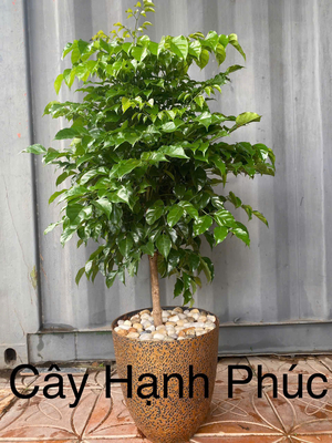 Cây Hạnh phúc