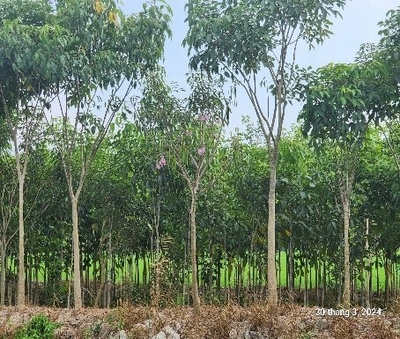 CÂY KÈNG HỒNG