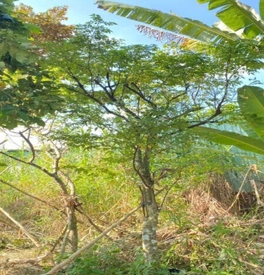 CÂY KHẾ