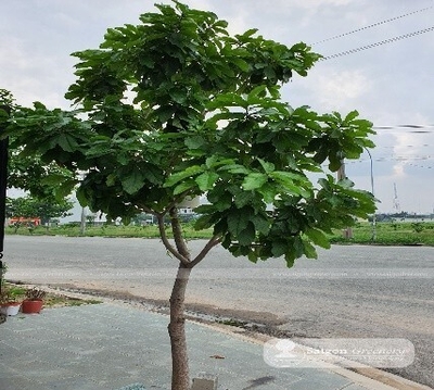 CÂY LỘC VỪNG