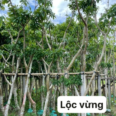 Cây lộc vừng - EN