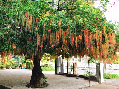 Cây lộc vừng - EN