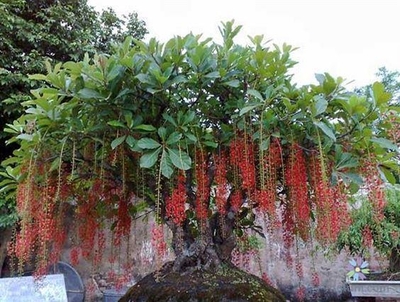 Cây lộc vừng - EN