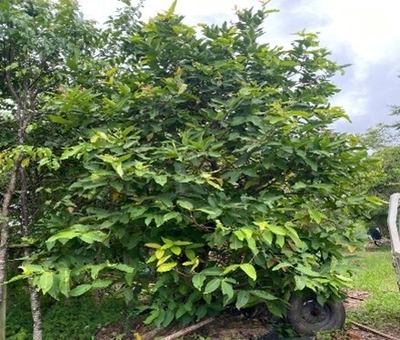 CÂY MẬN