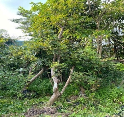 CÂY NHÃN