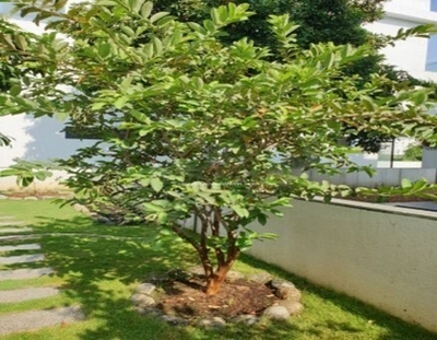 CÂY ỔI