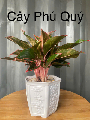 Cây Phú quý