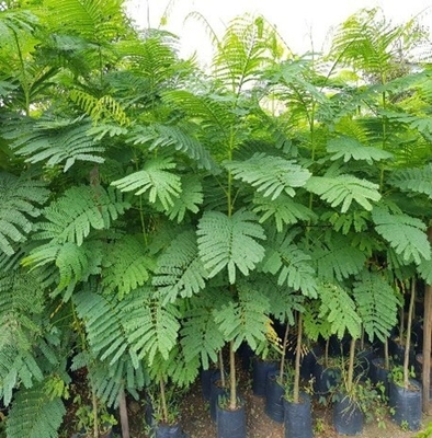 CÂY PHƯỢNG VỸ