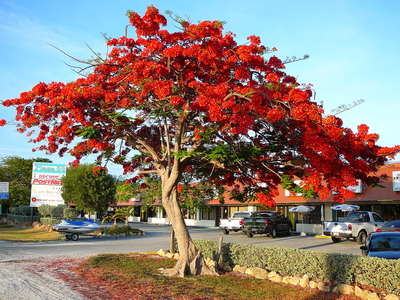 CÂY PHƯỢNG VỸ