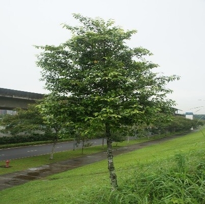 CÂY SAO