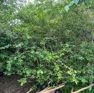 CÂY SƠ RI