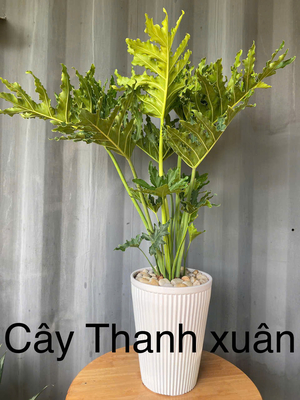 Cây Thanh xuân