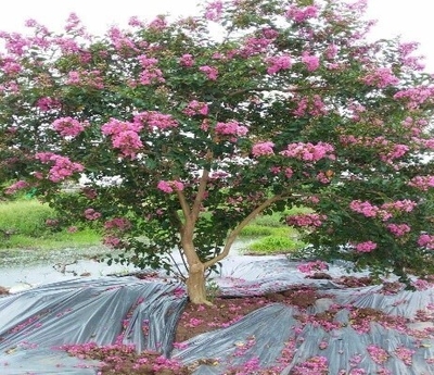 CÂY TƯỜNG VI