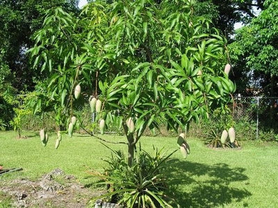 CÂY XOÀI