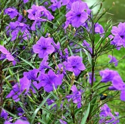 CHIỀU TÍM