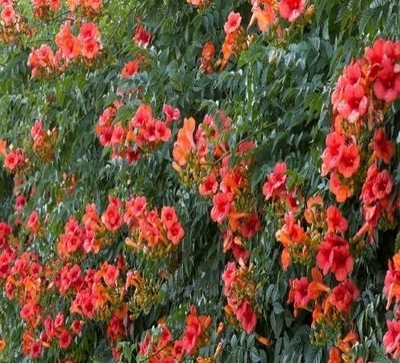 DÂY ĐĂNG TIÊU