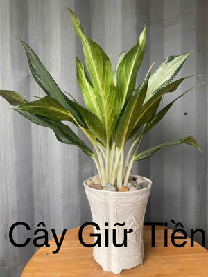Giữ Tiền