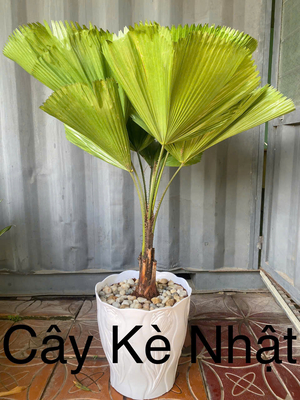 Kè Nhật