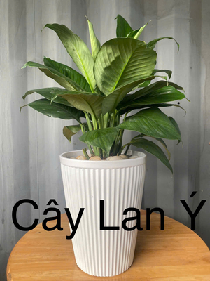 Lan Ý (Đất)