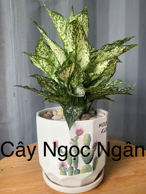 Ngọc Ngân
