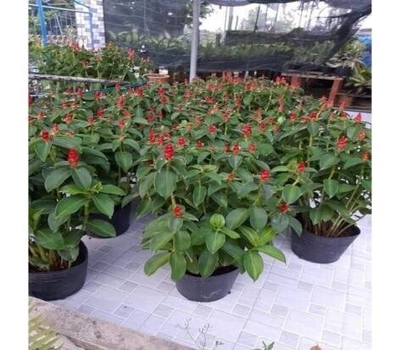 PHÚC LỘC THỌ