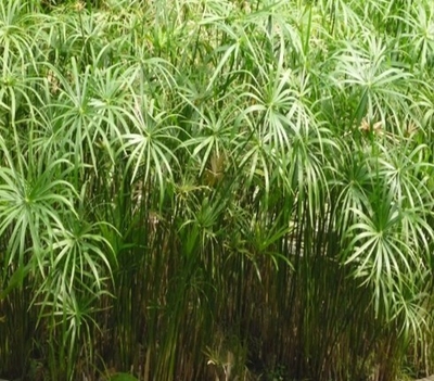 THỦY TRÚC