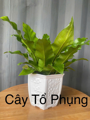 Tổ Phụng